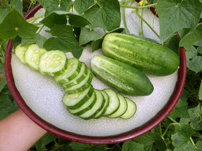 Arkansas Little Leaf Pickling Cucumber 28g Arkansas Little Leaf Pickling Cucumber 28g