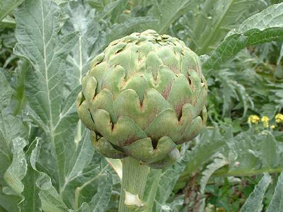 Tavor ARTICHOKE 1g