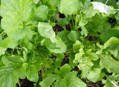 Arugula 1.5 g Arugula 1.5 g