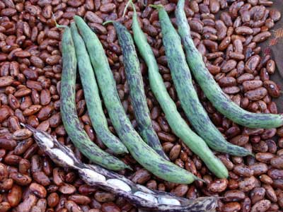 Aunt Bea's BEAN, SNAP (POLE) 28 g Aunt Bea's BEAN, SNAP (POLE) 28 g
