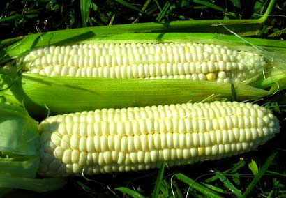 Aunt Mary's Sweet Corn 28g Aunt Mary's Sweet Corn 28g