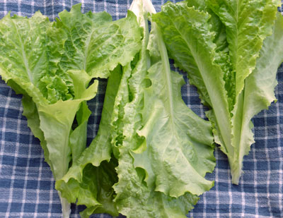 Australian Yellow Looseleaf Lettuce 0.5 g Australian Yellow Looseleaf Lettuce 0.5 g