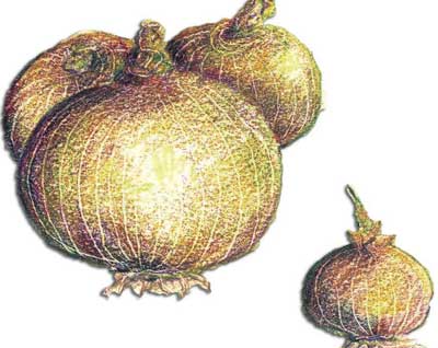 Australian Brown ONION, DRY BULB 3 g Australian Brown ONION, DRY BULB 3 g