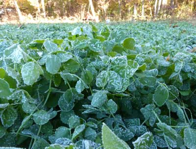 Austrian Winter Peas COVER CROP 228 g Austrian Winter Peas COVER CROP 228 g