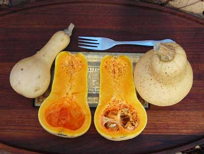 Baby Butternut SQUASH, WINTER 2 g