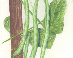 Kentucky Wonder (Old Homestead) BEAN, SNAP (POLE) 28 g Kentucky Wonder (Old Homestead) BEAN, SNAP (POLE) 28 g