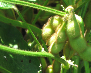 Moon Cake PVP Edamame (Soybean) 28 g Moon Cake PVP Edamame (Soybean) 28 g