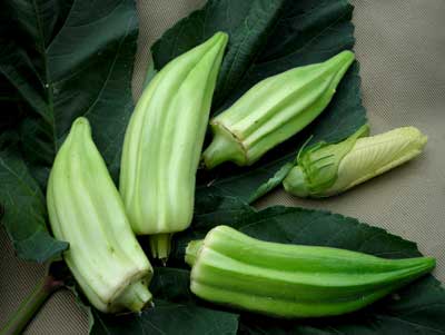 Beck's Big Buck (Snapping Okra) OKRA 28 g