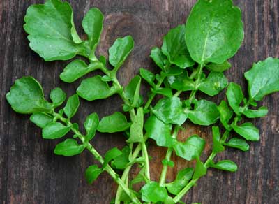 Belle Isle (Upland Cress) - Herb (Greens) 2 g Belle Isle (Upland Cress) - Herb (Greens) 2 g