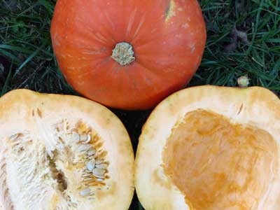 Big Max PUMPKIN 6 g Big Max PUMPKIN 6 g