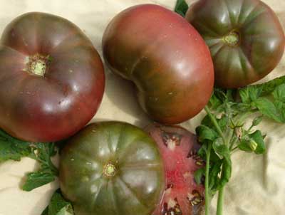 Black Brandywine TOMATO 0.16 g Black Brandywine TOMATO 0.16 g