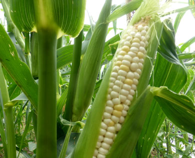 Black Mexican (Mexican Sweet, Black Iroquois) Sweet Corn 1/4 lb Black Mexican (Mexican Sweet, Black Iroquois) Sweet Corn 1/4 lb