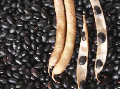 Black Turtle Bean (Soup, Baking, Dry) (Bush) 28 g Black Turtle Bean (Soup, Baking, Dry) (Bush) 28 g