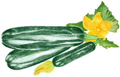 Zucchini, Black Beauty SQUASH, SUMMER 4 g Zucchini, Black Beauty SQUASH, SUMMER 4 g