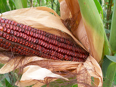Bloody Butcher CORN, DENT 42 g Bloody Butcher CORN, DENT 42 g