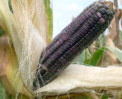 Blue Clarage (Ohio Blue Clarage) CORN, DENT 42 g Blue Clarage (Ohio Blue Clarage) CORN, DENT 42 g
