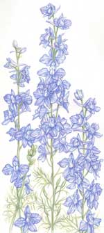 Larkspur, Blue FLOWER 0.30 g Larkspur, Blue FLOWER 0.30 g