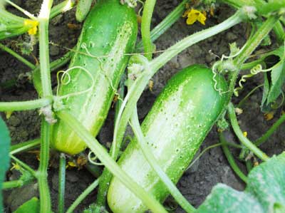 Boston Pickling Pickling Cucumber 2g Boston Pickling Pickling Cucumber 2g