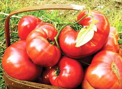 Brandywine (Sudduth Strain) TOMATO 0.16 g Brandywine (Sudduth Strain) TOMATO 0.16 g