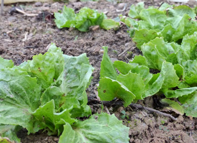 Broad-Leaved Batavian Endive (Full Heart Escarole) 1 g Broad-Leaved Batavian Endive (Full Heart Escarole) 1 g