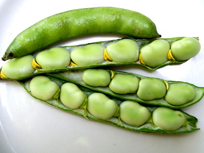Broad Windsor BEAN, FAVA 114 g Broad Windsor BEAN, FAVA 114 g