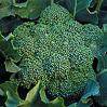 Calabrese (Italian Green Sprouting) Broccoli 2g Calabrese (Italian Green Sprouting) Broccoli 2g