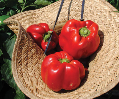 Bull Nose (Large Sweet Spanish) PEPPER, BELL (SWEET) 0.5 g Bull Nose (Large Sweet Spanish) PEPPER, BELL (SWEET) 0.5 g