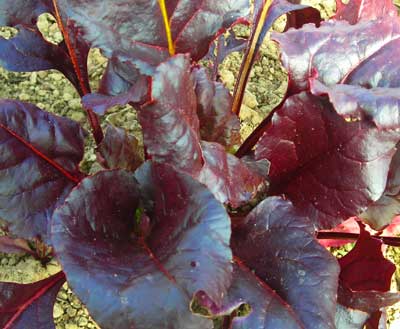 Bull's Blood Beet 5g Bull's Blood Beet 5g