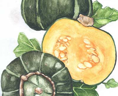 Buttercup, Burgess SQUASH, WINTER 28 g Buttercup, Burgess SQUASH, WINTER 28 g