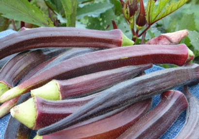Burgundy OKRA 5 g Burgundy OKRA 5 g