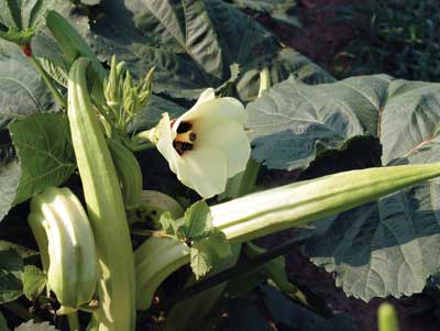 Burmese OKRA 5 g Burmese OKRA 5 g