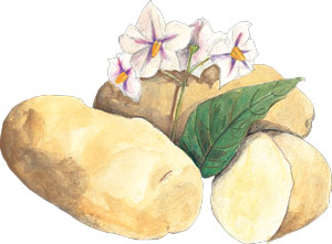 Butte, 1 lb SEED POTATO Butte, 1 lb SEED POTATO