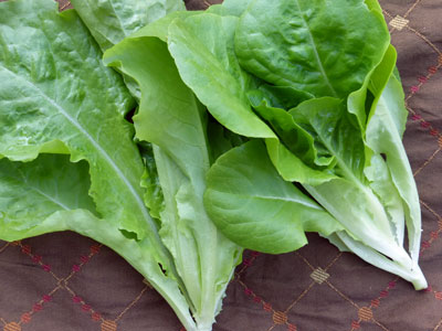 Buttercrunch LETTUCE, BIBB (BUTTERHEAD) 0.5 g Buttercrunch LETTUCE, BIBB (BUTTERHEAD) 0.5 g