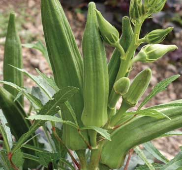 Cajun Jewel OKRA 5 g Cajun Jewel OKRA 5 g