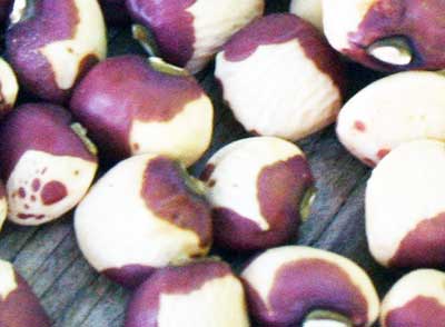 Calico Crowder (Pole Cat) Southern Pea (Cowpea) 28 g Calico Crowder (Pole Cat) Southern Pea (Cowpea) 28 g
