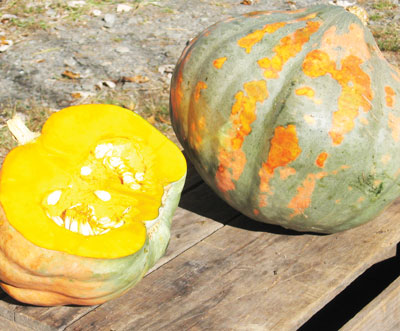 Candy Roaster Melon SQUASH, WINTER 5 g Candy Roaster Melon SQUASH, WINTER 5 g