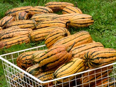 Delicata, Candystick Dessert WINTER SQUASH 2 g Delicata, Candystick Dessert WINTER SQUASH 2 g