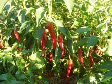 Cayenne, Carolina PEPPER, HOT 0.5 g Cayenne, Carolina PEPPER, HOT 0.5 g