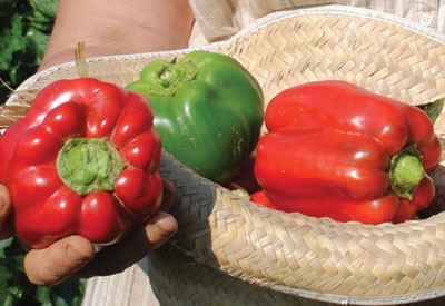 Carolina Wonder PEPPER, BELL (SWEET) 0.5 g Carolina Wonder PEPPER, BELL (SWEET) 0.5 g