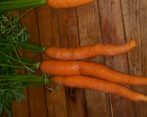 Imperator (Tendersweet) Carrots 3g Imperator (Tendersweet) Carrots 3g