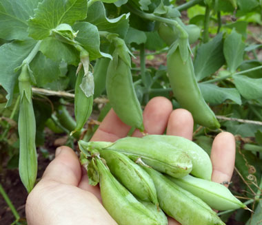 Cascadia Dwarf Snap Pea 28 g Cascadia Dwarf Snap Pea 28 g
