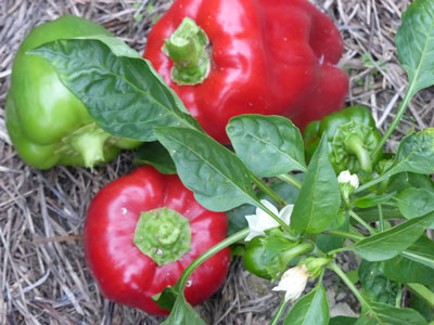 Charleston Belle Sweet Bell Pepper 0.5 g Charleston Belle Sweet Bell Pepper 0.5 g