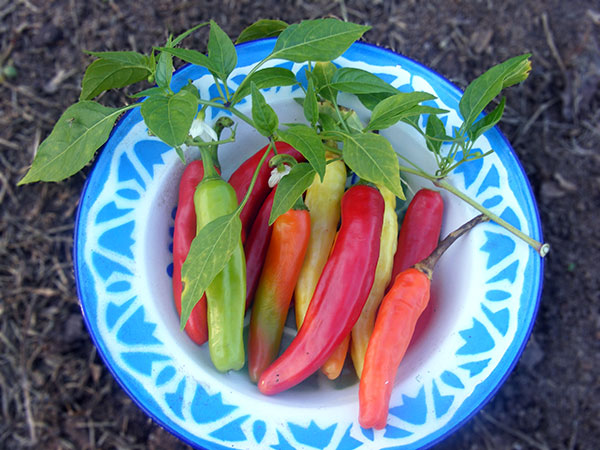 Charleston Hot PEPPER, HOT 0.5 g Charleston Hot PEPPER, HOT 0.5 g