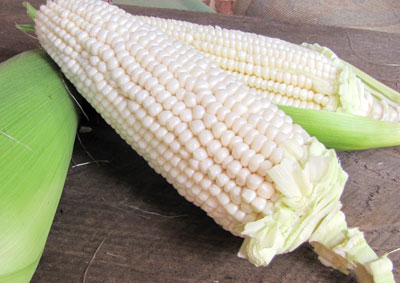 Cherokee Gourdseed Corn 1 lb Cherokee Gourdseed Corn 1 lb
