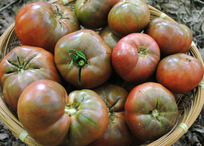 Cherokee Purple TOMATO 0.16 g Cherokee Purple TOMATO 0.16 g