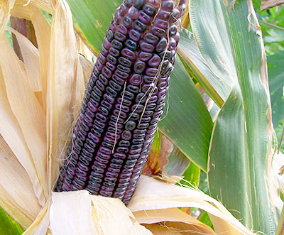 Cherokee White Eagle CORN, DENT 228 g Cherokee White Eagle CORN, DENT 228 g