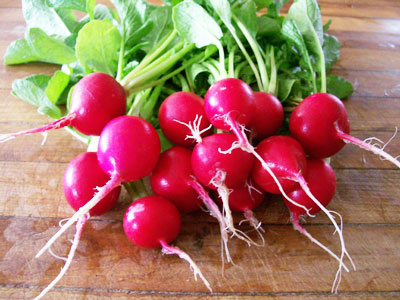 Cherry Belle RADISH 7 g Cherry Belle RADISH 7 g