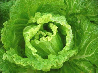 Michihili CABBAGE, CHINESE 2 g