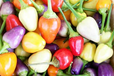 Chinese Five-Color PEPPER, HOT 0.25 g Chinese Five-Color PEPPER, HOT 0.25 g