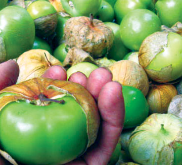 Cisineros Grande TOMATILLO 0.09 g Cisineros Grande TOMATILLO 0.09 g